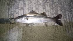 バチ未確認ながら若干数のボイルは有〜貝塚周…