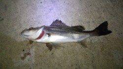 バチ未確認ながら若干数のボイルは有〜貝塚周辺シーバス