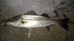 貝塚　釣り人が多い中でのシーバスゲーム