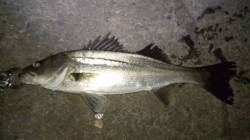 貝塚 釣り人が多い中でのシーバスゲーム