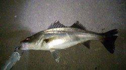 貝塚　釣り人が多い中でのシーバスゲーム