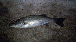 貝塚シーバス、雨の中投げ続けましたが低活性で1匹のみゲット