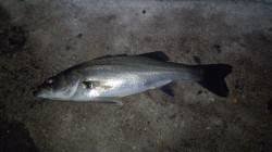 貝塚シーバス、雨の中投げ続けましたが低活性…