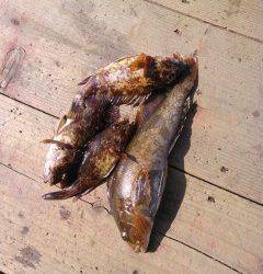 沖の北での探り釣りでアイナメ27cm、ほかガシラも