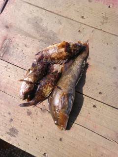 沖の北での探り釣りでアイナメ27cm、ほか…