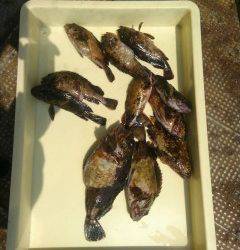 沖のカーブでガシラ二桁釣果、ほかサヨリ30cmの方も