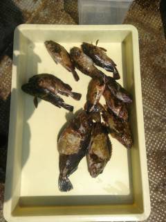 沖のカーブでガシラ二桁釣果、ほかサヨリ30…