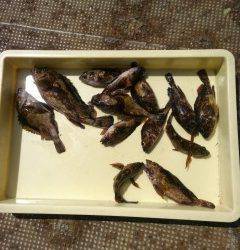 沖の北でタコ1キロ　沖の1番ではガシラ