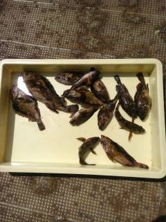 沖の北でタコ1キロ　沖の1番ではガシラ