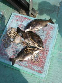 シラサのウキ釣り〜沖の北でハネ・旧の白灯台でチヌ