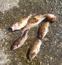 沖一文字1番にてカニ餌の落とし込みで良型チヌ