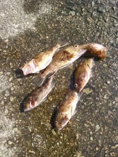 沖一文字1番にてカニ餌の落とし込みで良型チヌ