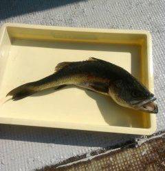 岸和田一文字、ウキ釣りでメバル・ガシラやハネ狙えます！