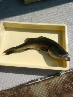 岸和田一文字、ウキ釣りでメバル・ガシラやハネ狙えます！