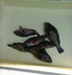 岸和田一文字、ウキ釣りでメバル・ガシラやハネ狙えます！