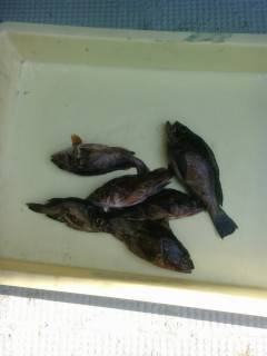 岸和田一文字、ウキ釣りでメバル・ガシラやハ…