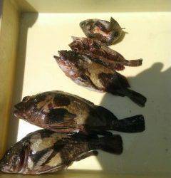 沖の北で、サバ・チヌ・良型のガシラの釣果☆