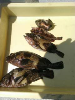 沖の北で、サバ・チヌ・良型のガシラの釣果☆