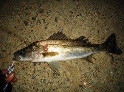 貝塚周辺久々ゲットのシーバスはアフターでした