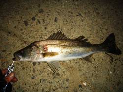 貝塚周辺久々ゲットのシーバスはアフターでし…