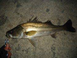 貝塚周辺でのシーバス、サイズは小型ながら楽しい釣りでした