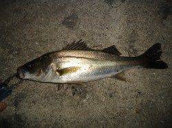 貝塚周辺でのシーバス、サイズは小型ながら楽しい釣りでした