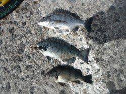 北港魚つり公園 カゴ釣りでチヌ・グレ・メバル