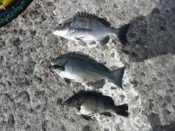 北港魚つり公園 カゴ釣りでチヌ・グレ・メバ…