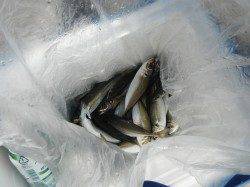 北港魚つり公園 カゴ釣りでチヌ・グレ・メバル