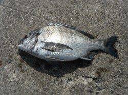 北港魚つり公園で天秤かご釣り〜チヌの釣果