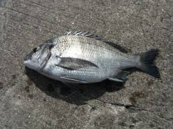 北港魚つり公園で天秤かご釣り〜チヌの釣果