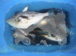 和歌山北港魚つり公園　ウマヅラハギと小アジの釣果