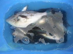 和歌山北港魚つり公園　ウマヅラハギと小アジ…