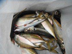 北港釣り公園　チヌ・グレ・アジなどの釣果