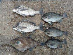 北港釣り公園　チヌ・グレ・アジなどの釣果