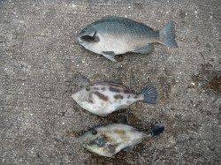 北港魚つり公園、ウマヅラハギとグレの釣果
