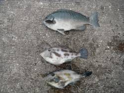 北港魚つり公園、ウマヅラハギとグレの釣果