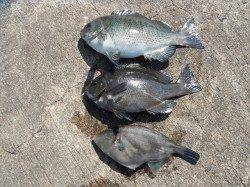 北港魚つり公園でマダイ41cmがヒット！