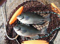 北港魚つり公園カゴ釣りでウマヅラハギ、ほかグレも釣果あり