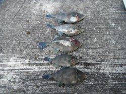 北港魚つり公園カゴ釣りでウマヅラハギ、ほかグレも釣果あり