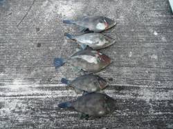 北港魚つり公園カゴ釣りでウマヅラハギ、ほか…