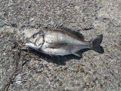 和歌山北港魚つり公園でチヌ45cm