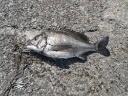 和歌山北港魚つり公園でチヌ45cm