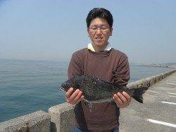 北港魚つり公園のカゴ釣り、本日もチヌ釣果出ています