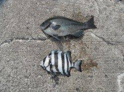 天秤かご釣りでグレ・サンバソウ〜和歌山北港魚つり公園