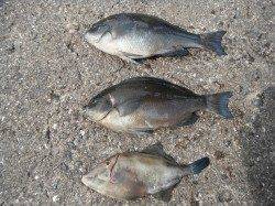 和歌山北港魚つり公園でグレ・ウマヅラ・メバル・チャリコ