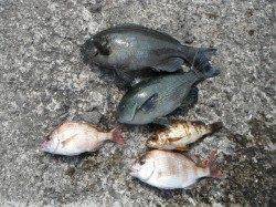 和歌山北港魚つり公園でグレ・ウマヅラ・メバル・チャリコ