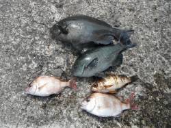 和歌山北港魚つり公園でグレ・ウマヅラ・メバ…