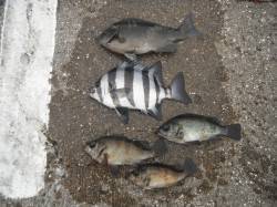 【13日】和歌山北港魚つり公園でグレ、サン…