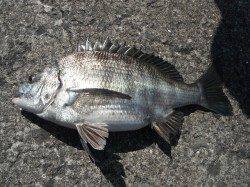 和歌山北港魚つり公園で良型チヌの釣果